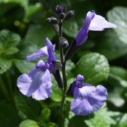 Salvia So Cool Pale Blue